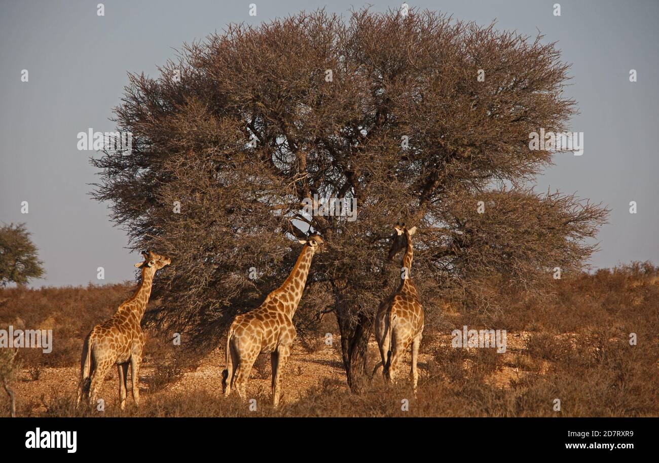 Groupe de girafes du désert 4613 Banque D'Images