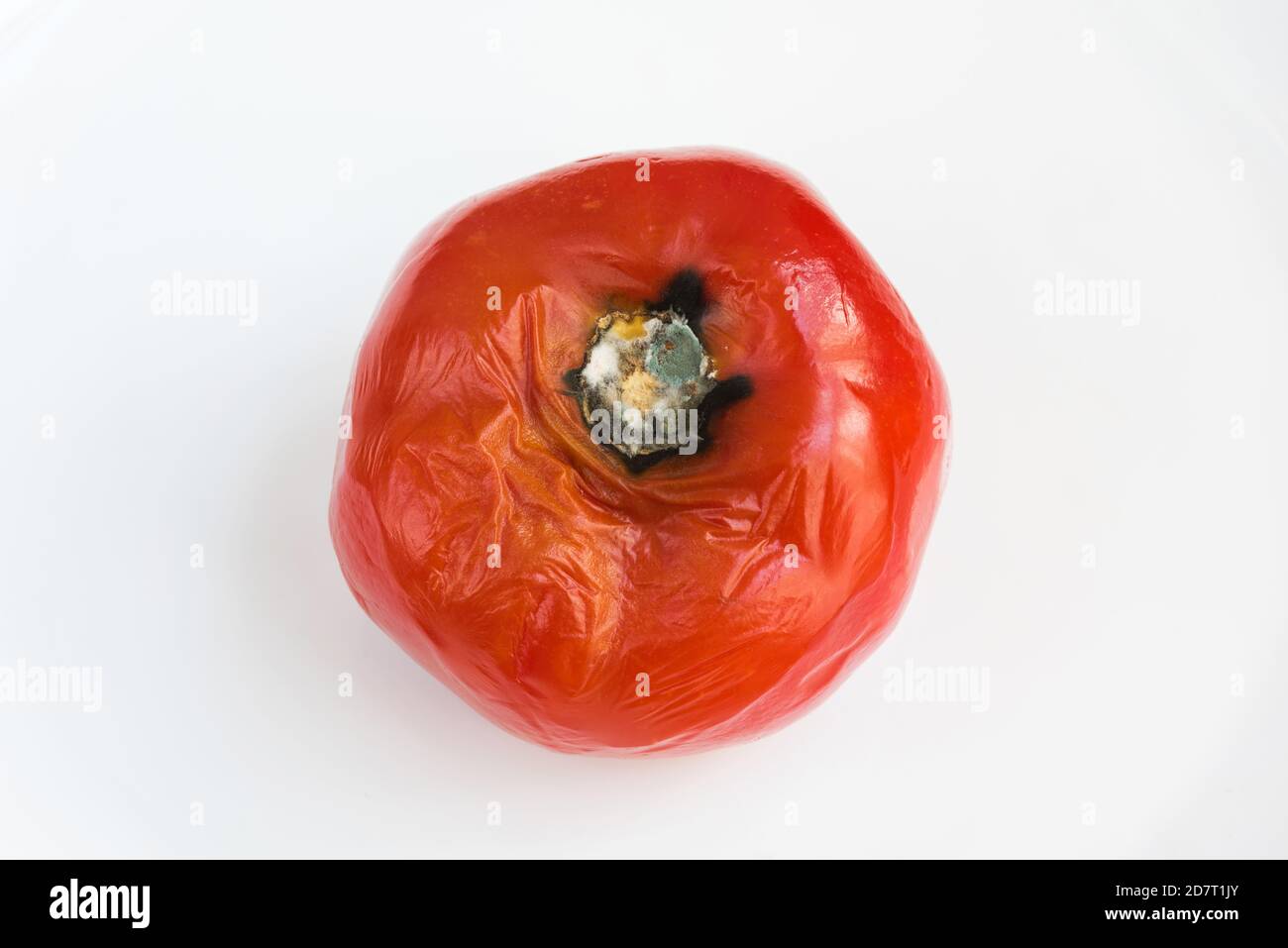 La tomate pourrie gâchée par les champignons et moisissure sur fond blanc. Stockage inapproprié des légumes. Banque D'Images