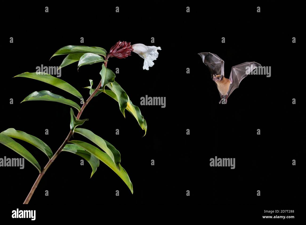 Bat de Nectar d'orange (Lonchophylla robusta) se nourrissant de fleurs, forêt tropicale des basses terres, Costa Rica Banque D'Images
