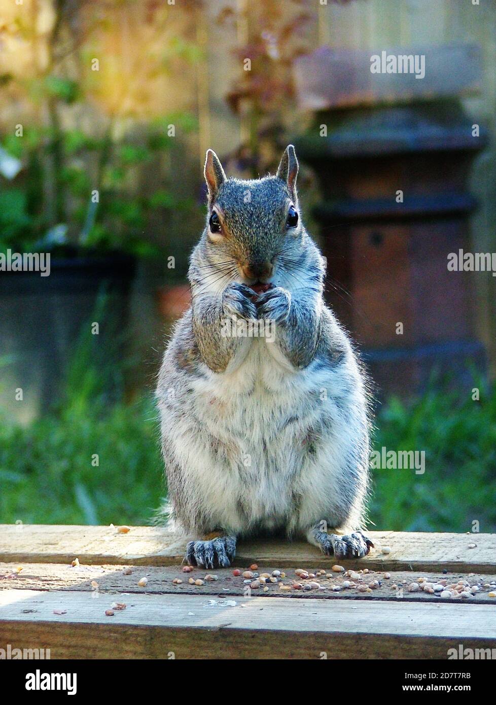 Écureuil gris de l'est (Sciurus carolinensis), également connu sous le nom d'écureuil gris. Debout sur un mangeoire de jardin, entouré de nourriture pour oiseaux, manger un gland. Banque D'Images