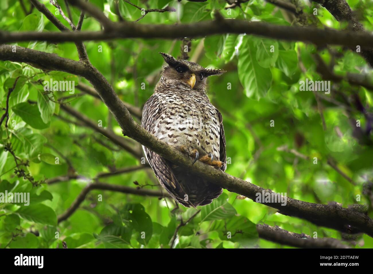 Oiseau hibou de l'aigle à ventre direct, assis sur l'arbre dans la nature, Thaïlande Banque D'Images