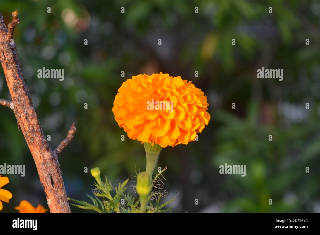 Fleurs Marigold. Emplacement de l'image: Katmandou, Népal Banque D'Images
