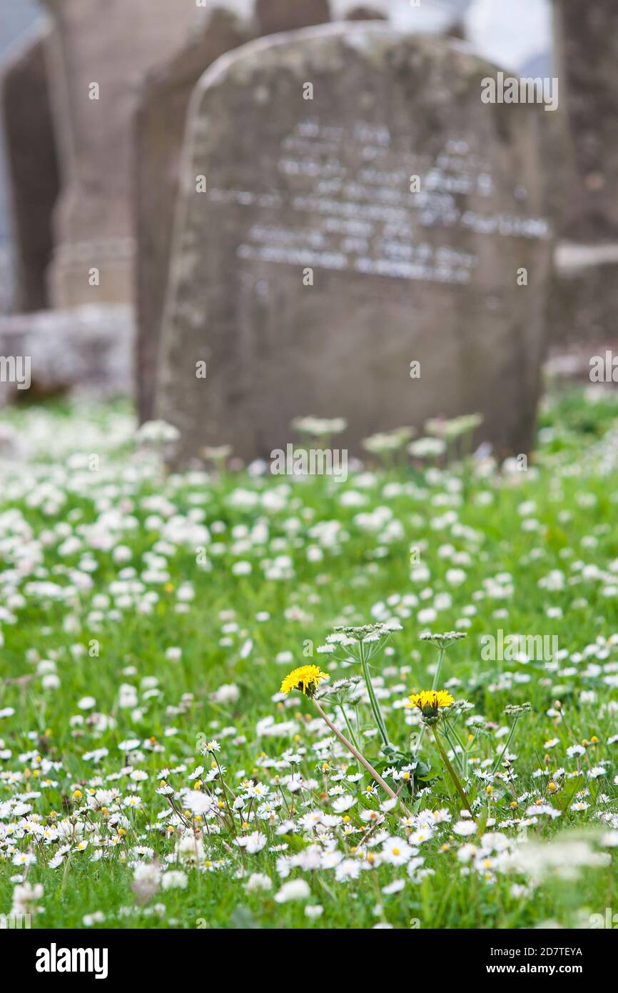 Fleurs printanières sur le cimetière écossais de Stromness sur les îles Orcades Banque D'Images