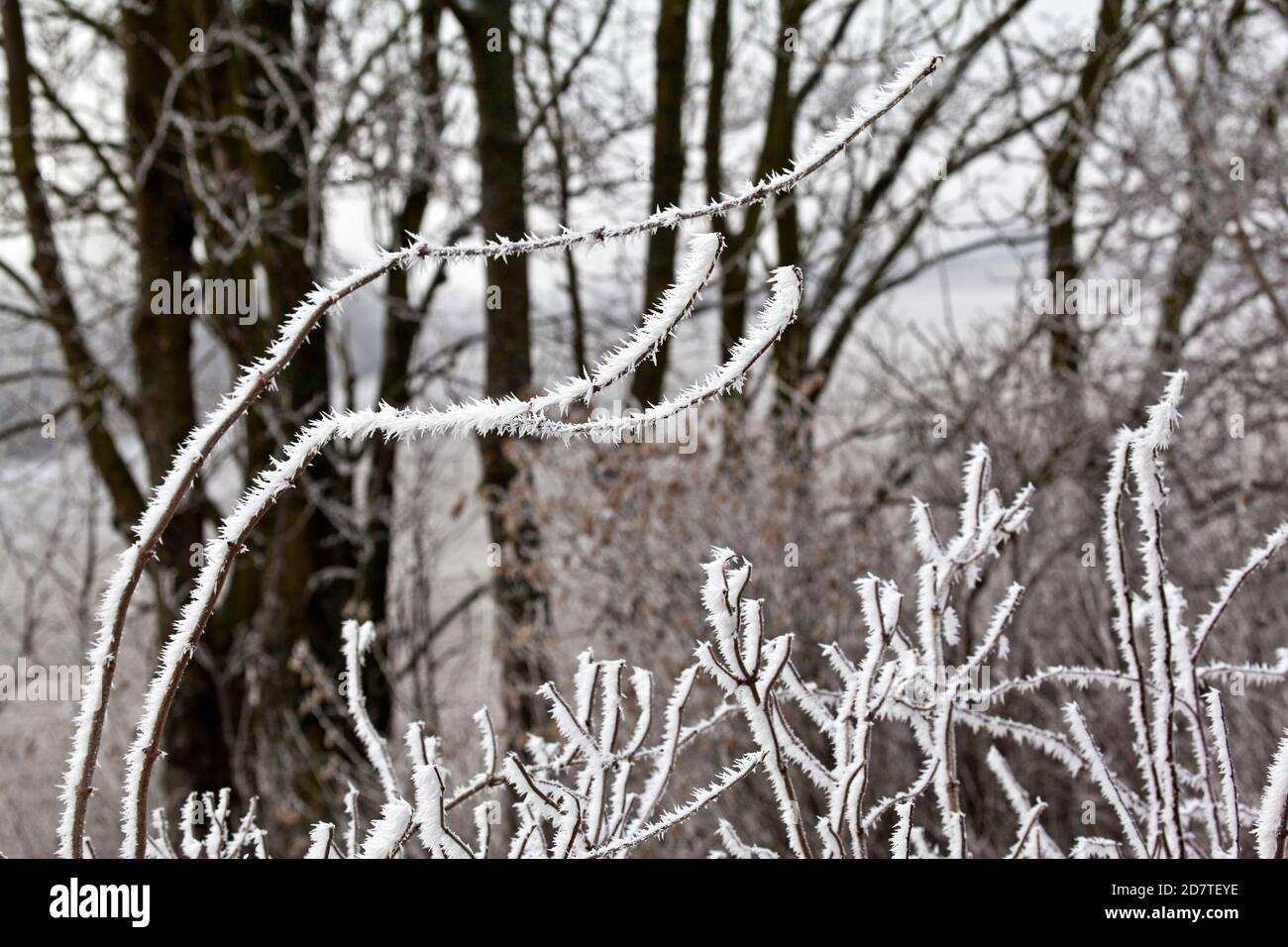 Givre dans le paysage de Weinviertel, Basse-Autriche Banque D'Images