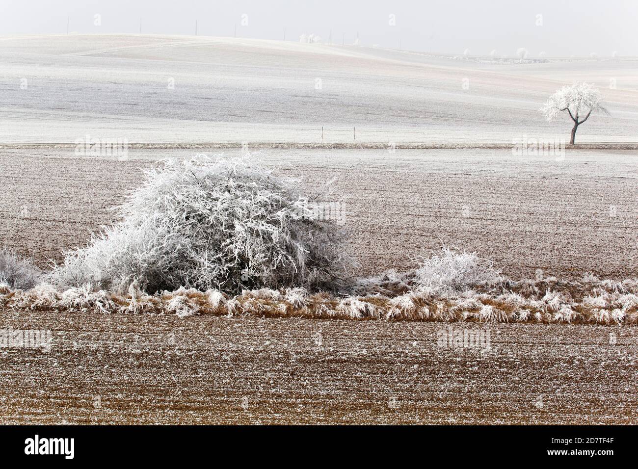 Givre dans le paysage de Weinviertel, Basse-Autriche Banque D'Images