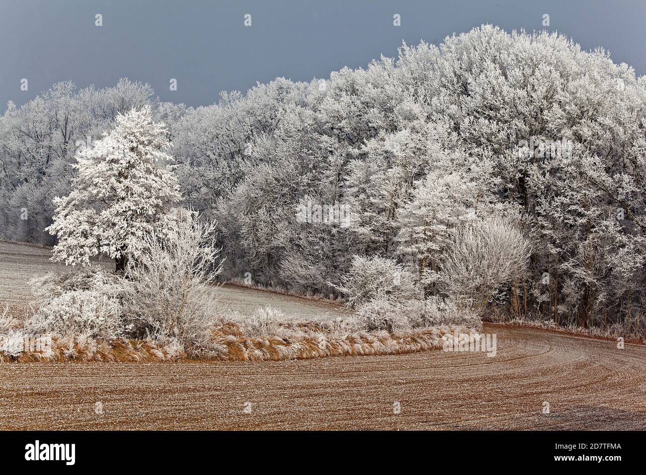 Givre dans le paysage de Weinviertel, Basse-Autriche Banque D'Images