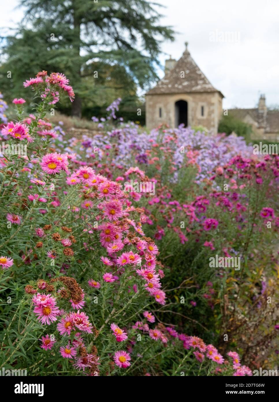 Pâquerettes colorées de Michaelmas dans le jardin du Great Chalfield Manor près de Bradford on Avon, photographiées en automne. Les fleurs sont également connu comme des asters. Banque D'Images