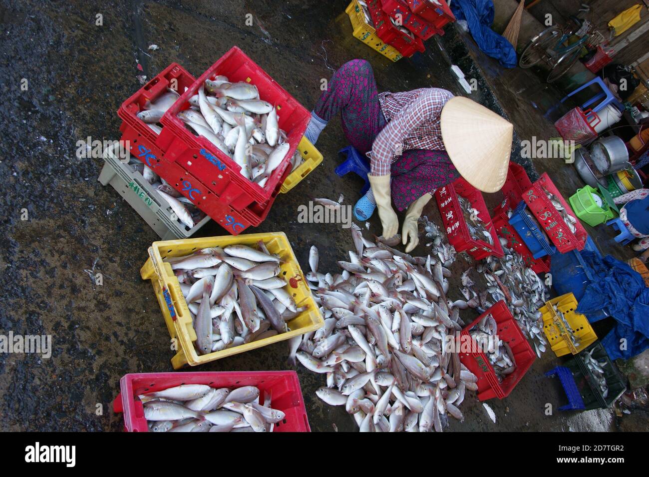 Tri des prises de poisson pour le marché à Phan Thiet, Vietnam Banque D'Images