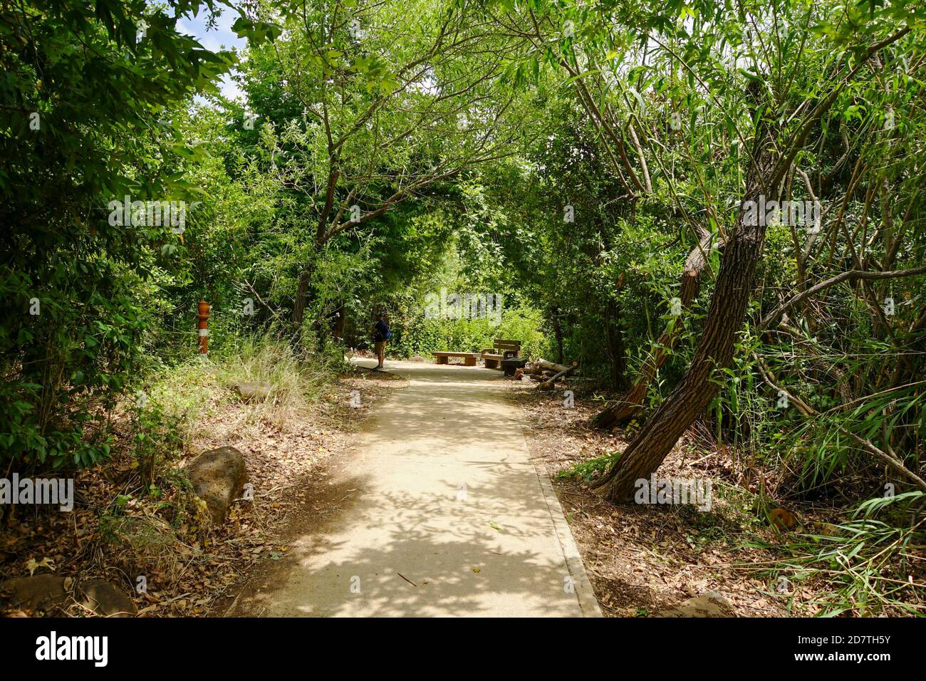 Israël, haute Galilée, rivière Dan [un affluent du Jourdain] dans la réserve naturelle de tel Dan Banque D'Images