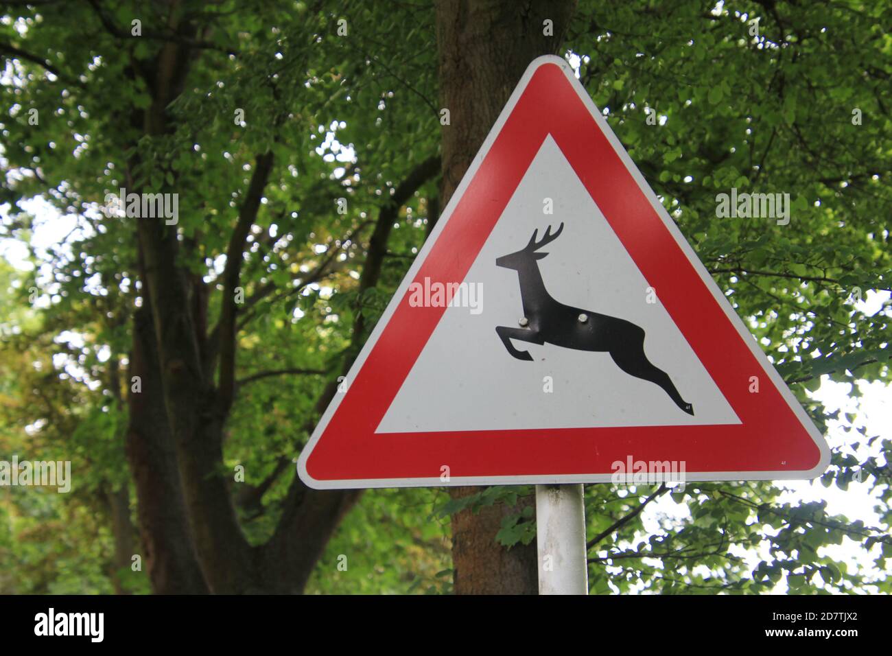 Ein Verkehrsschild mit einem Hirsch warnt Verkehrsteiilnehmer vor einem Wildwechsel dans le Brandebourg. Banque D'Images