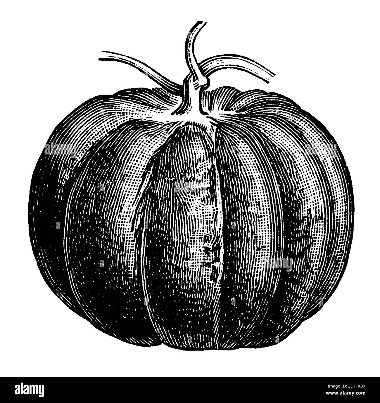 Tomate nervurée, gravure de 1878 : un fruit profondément cannelé avec une tige courbée et un calice pointu en forme d'étoile. Exemple type Laurent & de Berny, Paris. Banque D'Images