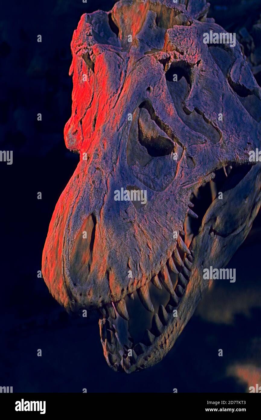 Illustration d'un squelette de Tyrannosaurus Rex (crâne) Banque D'Images