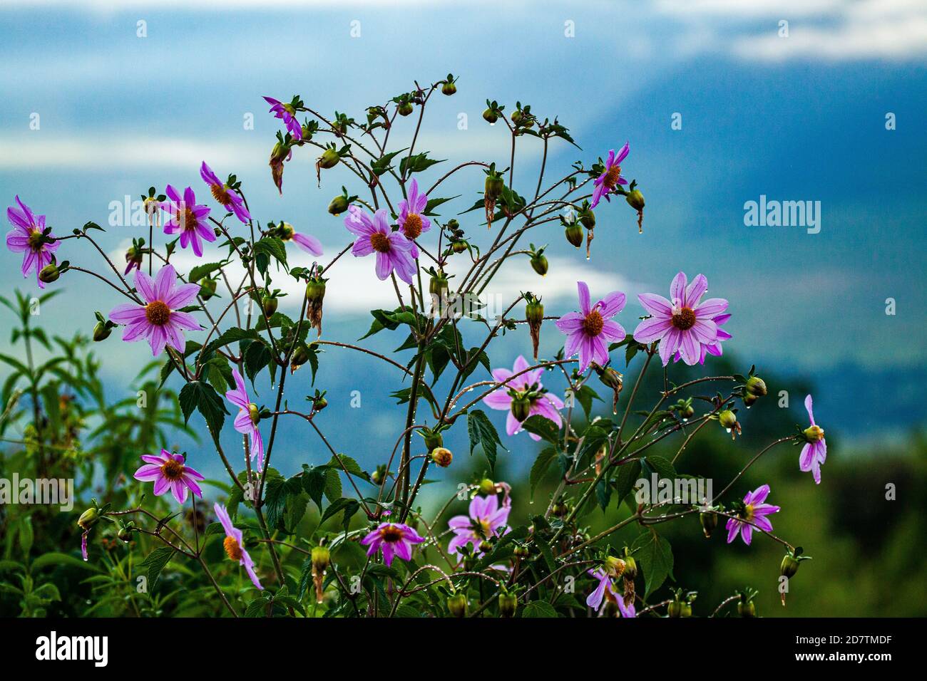 Dahlia sauvage rose photographiée dans la zone de conservation de Ngorongoro, Tanzanie Banque D'Images