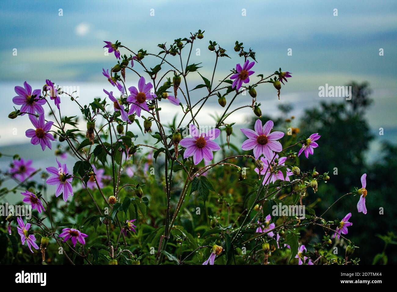 Dahlia sauvage rose photographiée dans la zone de conservation de Ngorongoro, Tanzanie Banque D'Images