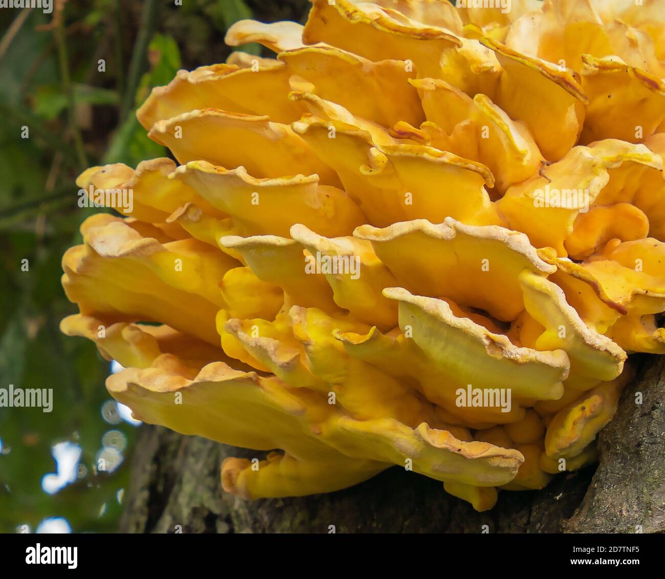 Le poulet des Bois, grand dans les ragoûts et les ragoûts, doit être cuit. Le poulet des Bois, le Polypore de soufre, Laetiporus sulfureus, pousse sur les arbres. Banque D'Images