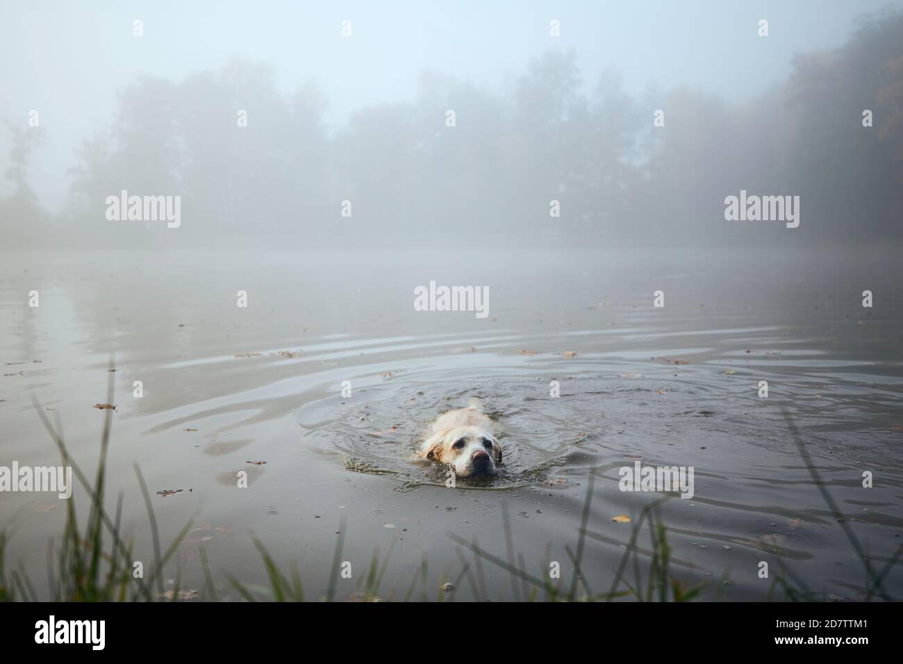 Chien joueur (Labrador Retriever) nageant dans le lac pendant le froid matin d'automne. Banque D'Images