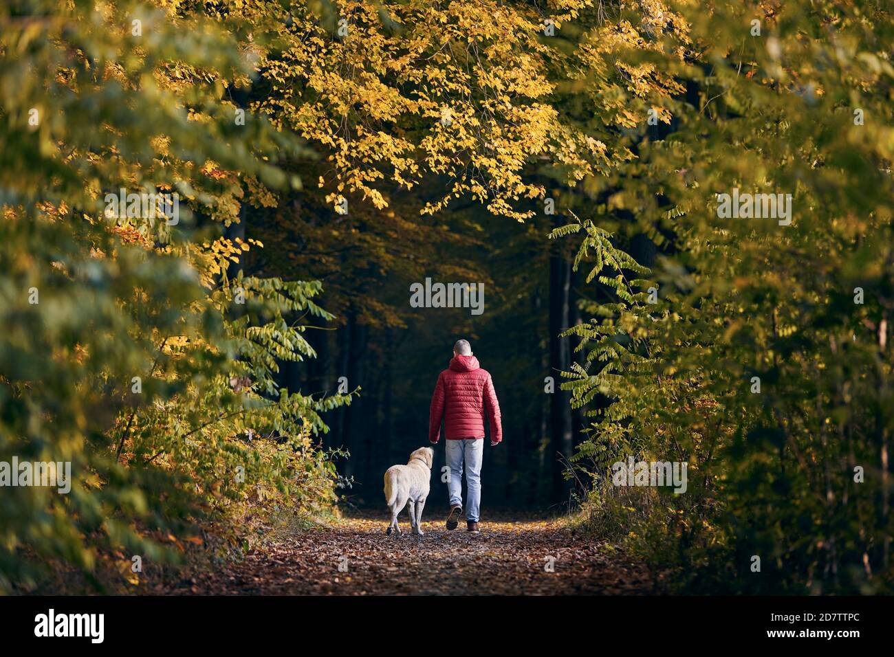 Vue arrière de l'homme avec chien en nature d'automne. Le propriétaire d'animal de compagnie marche avec son labrador retriever dans la forêt. Banque D'Images