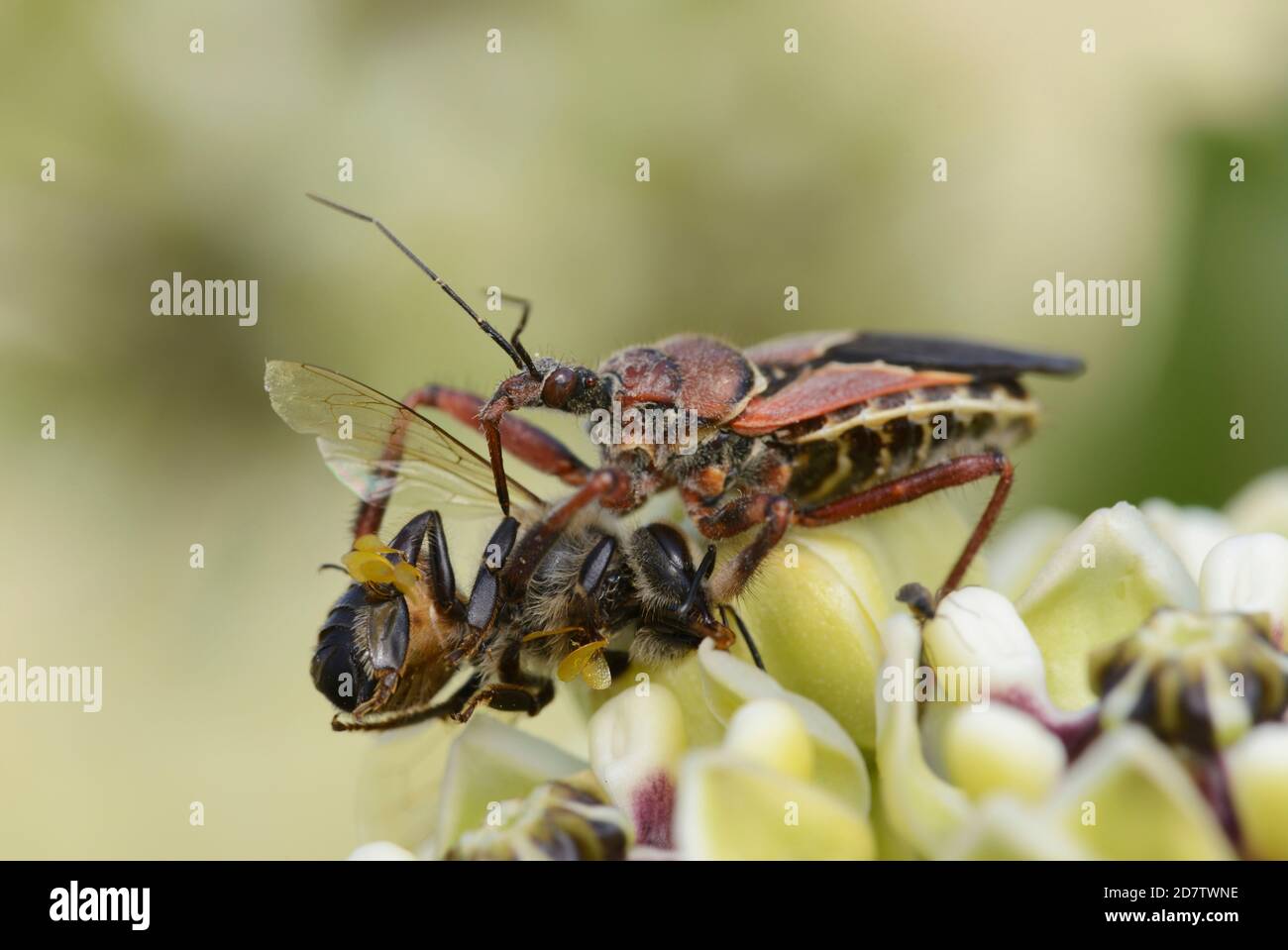 Abeille Assassin Bug (Apiomerus crassipes), alimentation adulte sur miel Bee (APIS mellifera) sur Antelope Horn (Asclépias asperula) , Hill Country, Central Texa Banque D'Images