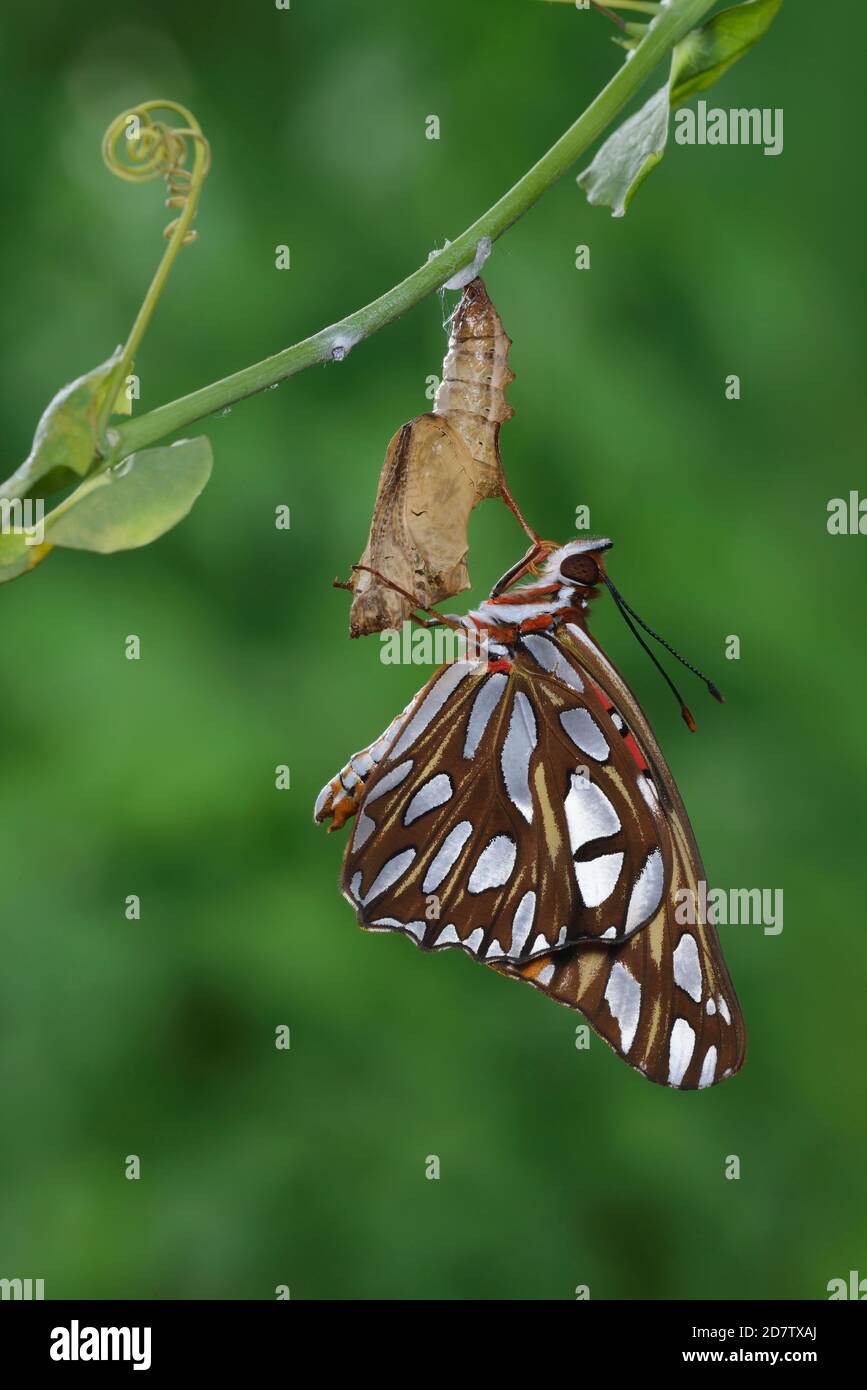 Gulf Fritillary (Agraulis vanillae), ailes en expansion de papillon après avoir émergé de la chrysalide, série, Hill Country, Central Texas, États-Unis Banque D'Images
