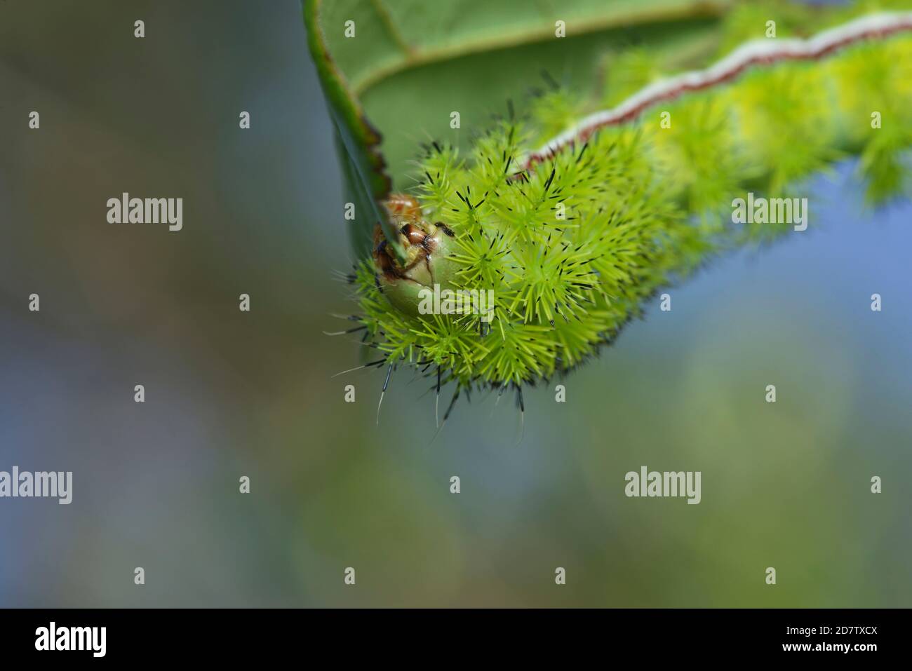 IO Moth (Automeris io), caterpillar manger, Hill Country, Central Texas, États-Unis Banque D'Images