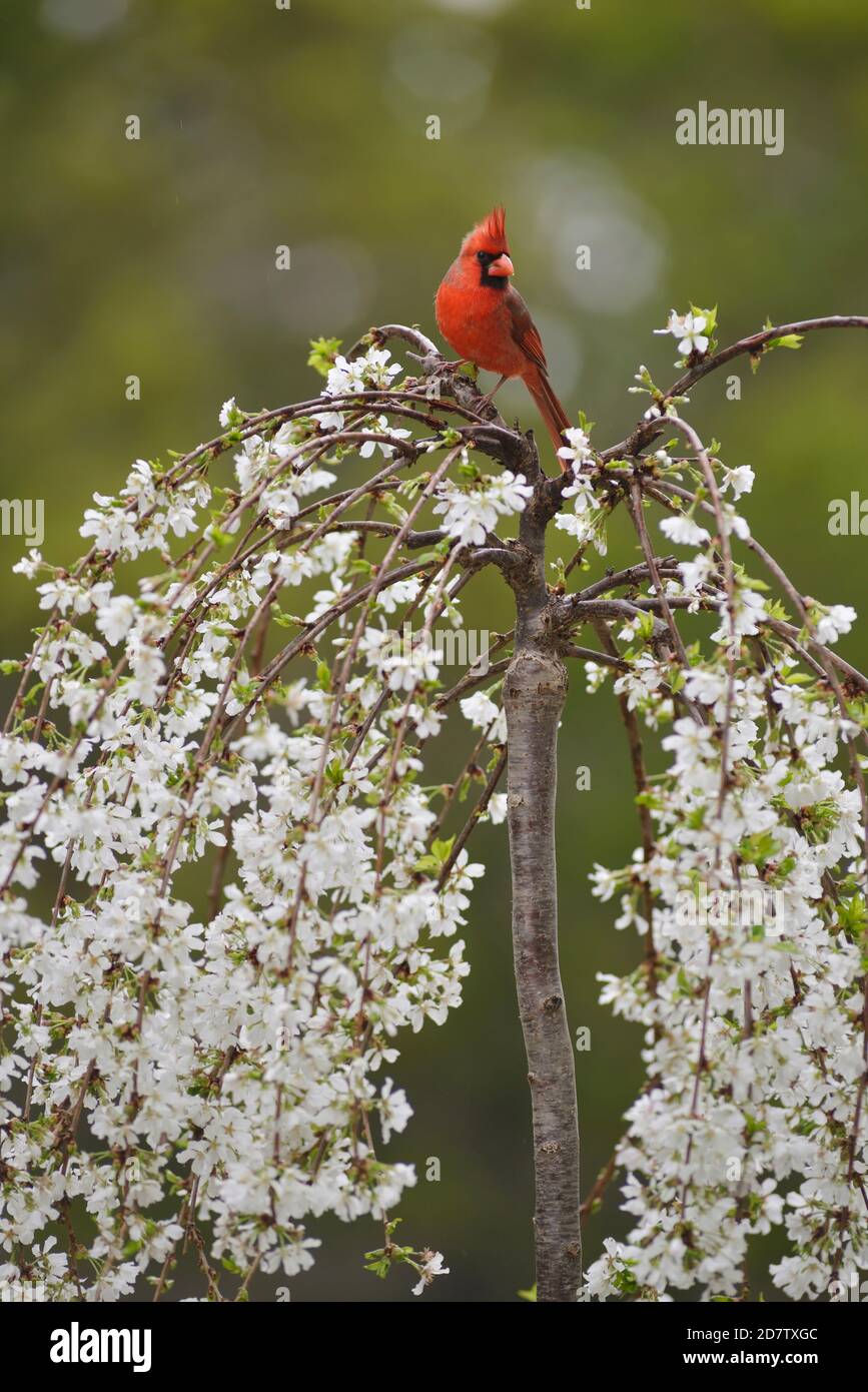 Cardinal du Nord ( Cardinalis cardinalis), mâle adulte perchée sur un cerisier en fleur (Prunus sp.), Hill Country, Texas central, États-Unis Banque D'Images