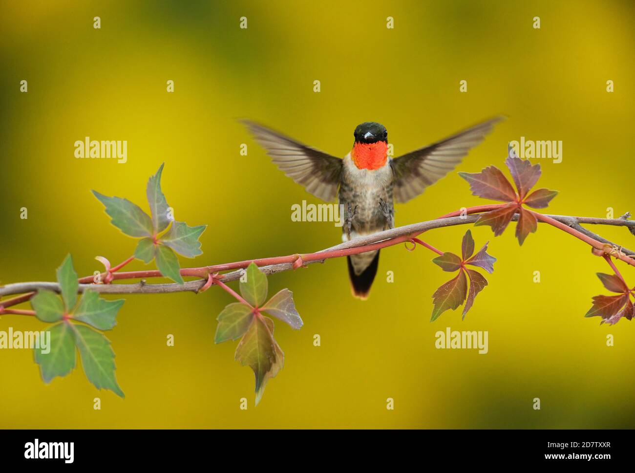 Hummingbird à gorge rubis (Archilochus colubris), atterrissage mâle sur le super-réducteur de Virginie (Parthenocissus quinquefolia), Hill Country, Texas central, États-Unis Banque D'Images