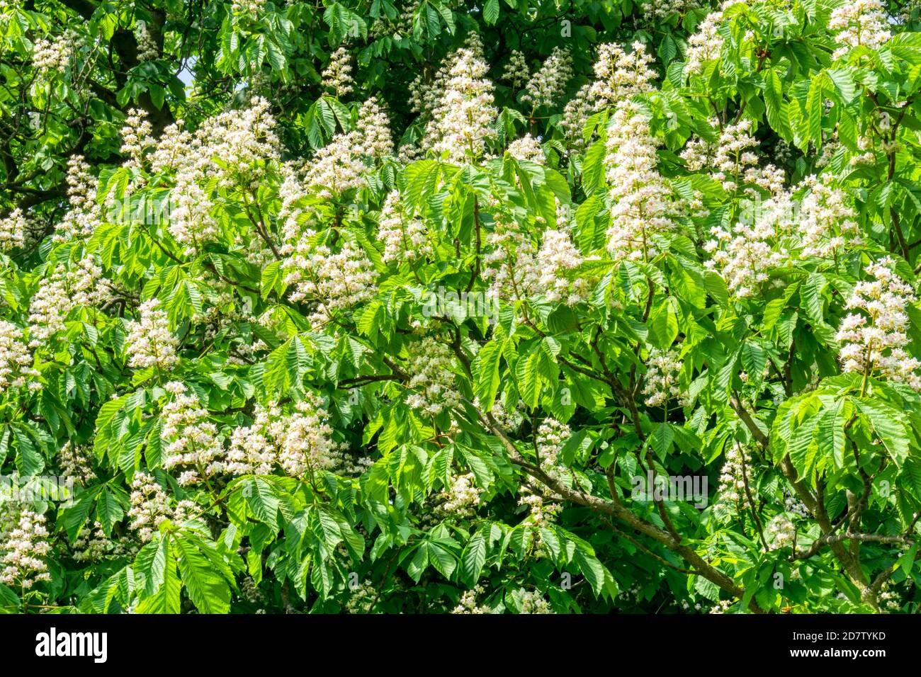 Fleurs ou bougies de châtaignes de cheval, Aesculus hippocastanum. Banque D'Images