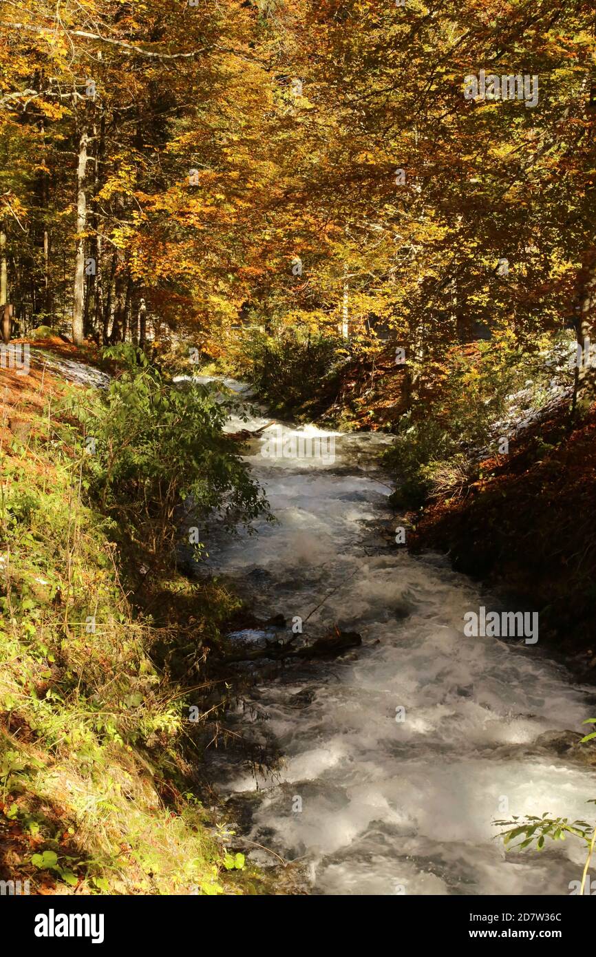 Automne dans le parc naturel des lacs Fusine, Italie Banque D'Images