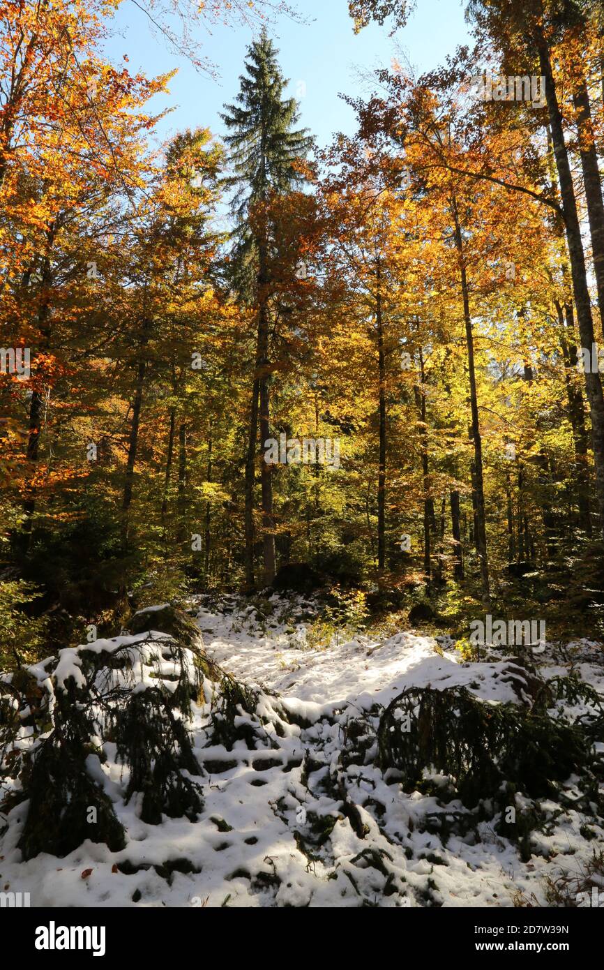Automne dans le parc naturel des lacs Fusine, Italie Banque D'Images