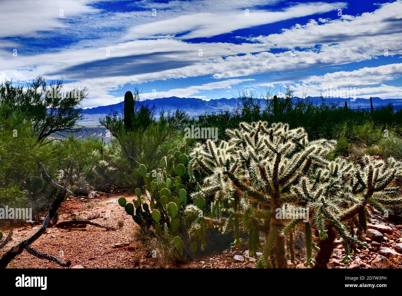 Paysage du désert de Sonoran avec cactus de la corolle qui semble électrifié Banque D'Images