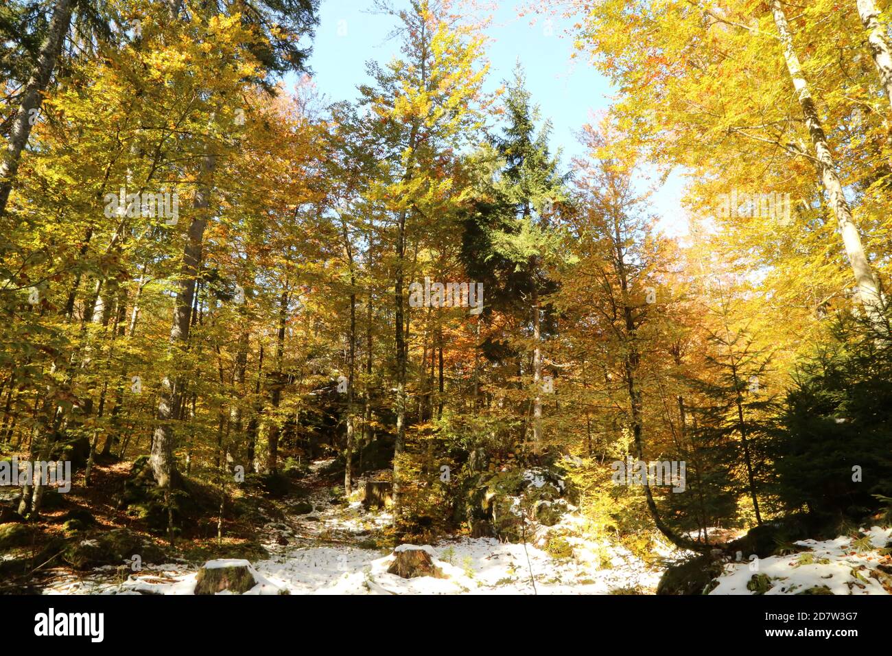 Automne dans le parc naturel des lacs Fusine, Italie Banque D'Images