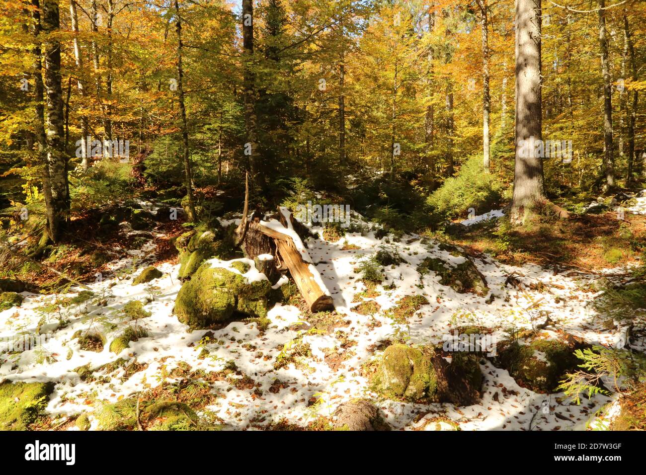 Automne dans le parc naturel des lacs Fusine, Italie Banque D'Images