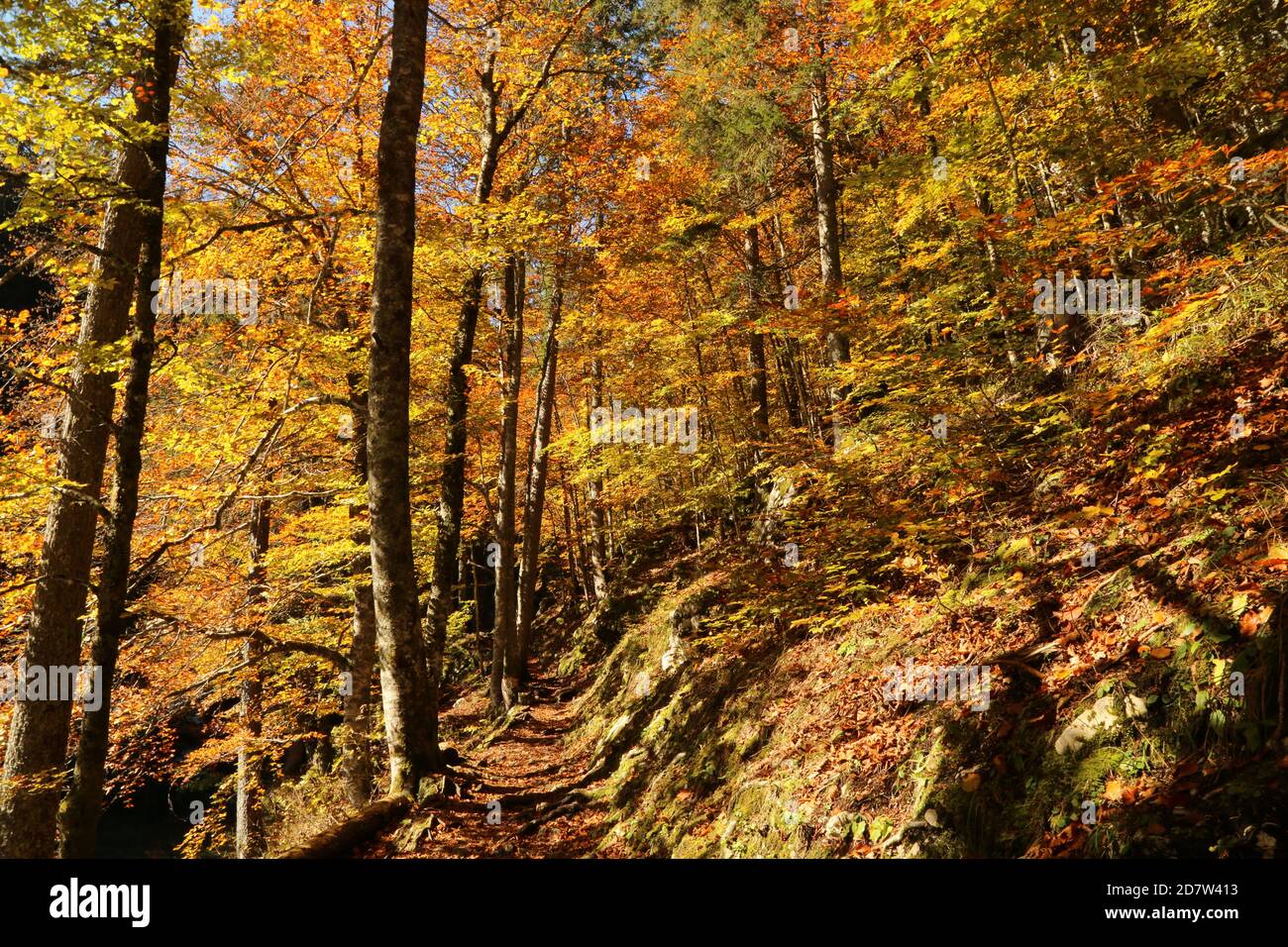 Automne dans le parc naturel des lacs Fusine, Italie Banque D'Images