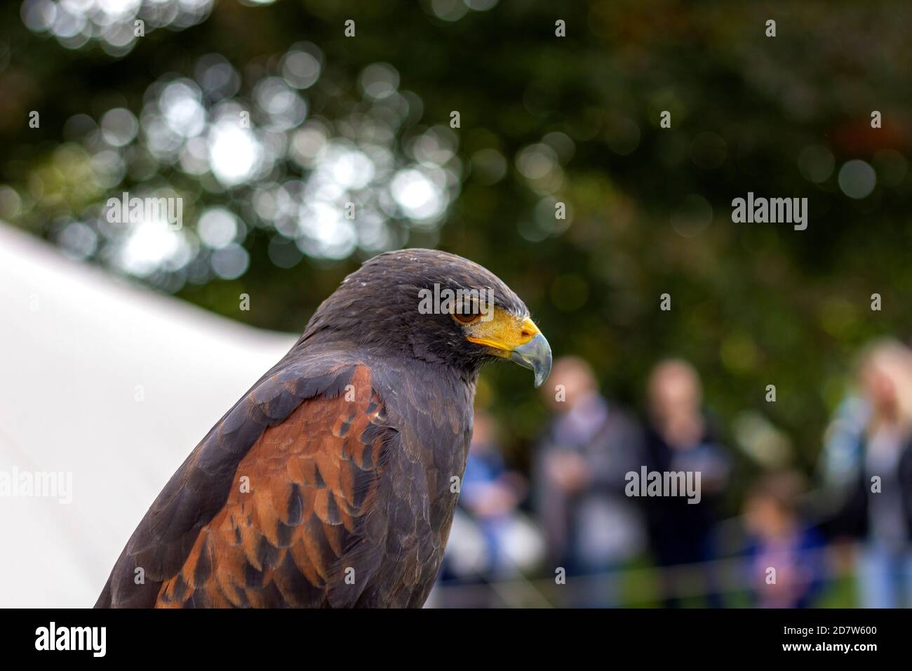 Un portrait en gros plan d'un faucon du désert, également appelé faucon de harris. Vous pouvez voir les plumes brunes sur l'aile des oiseaux et la netteté de son bec jaune Banque D'Images