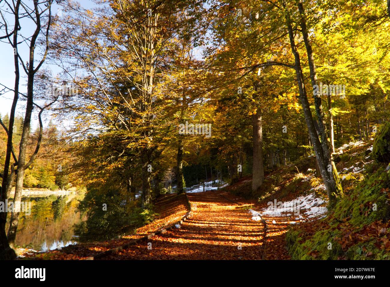 Automne dans le parc naturel des lacs Fusine, Italie Banque D'Images