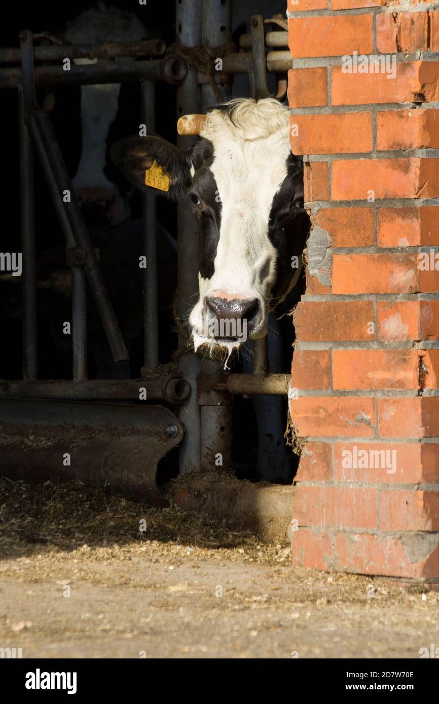 Un portrait d'une vache qui colle la tête au-delà du ouverture de la porte en brique rouge d'une grande grange où elle prend refuge et mange avec toutes les autres vaches o Banque D'Images