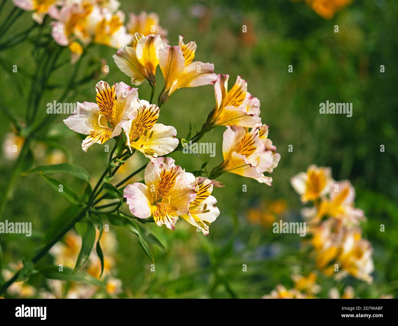 Jolies fleurs de nénuphars péruviens, Alstroemeria, également connu sous le nom de nénuphars, variété Aimi Banque D'Images
