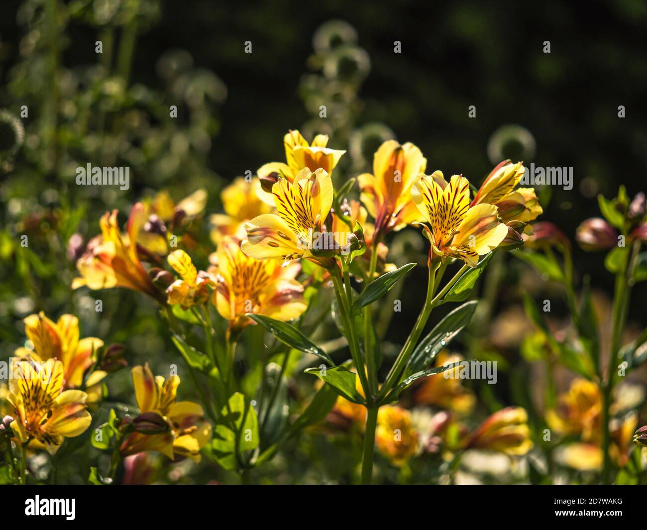Joli Alstroemeria le nénuphars péruvien fleurit en plein soleil, également connu sous le nom de Lily of the Incas, variété Aimi Banque D'Images