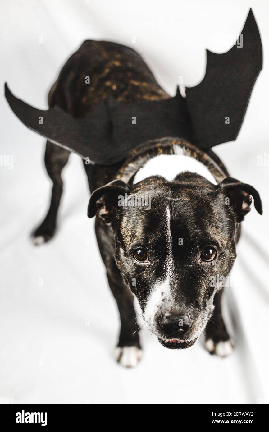 Le chien souriant anglais Staffordshire Bull Terrier (staffie) porte une chauve-souris amusante Costume d'ailes pour Halloween sur fond blanc Banque D'Images