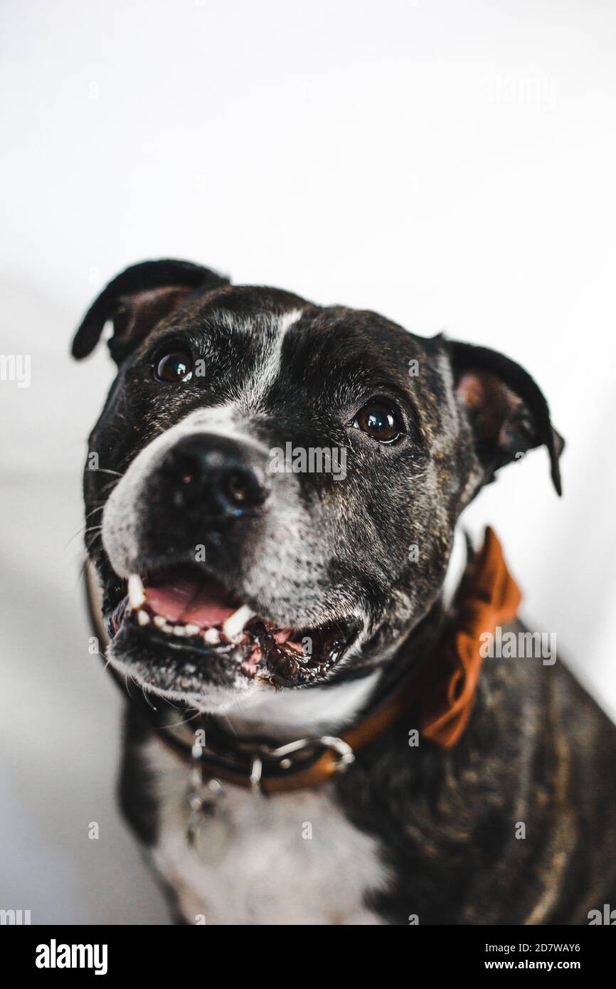 Le chien souriant anglais Staffordshire Bull Terrier (Staffie) porte un noeud papillon sur fond blanc Banque D'Images