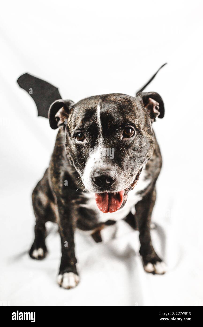 Le chien souriant anglais Staffordshire Bull Terrier (staffie) porte une chauve-souris amusante Costume d'ailes pour Halloween sur fond blanc Banque D'Images