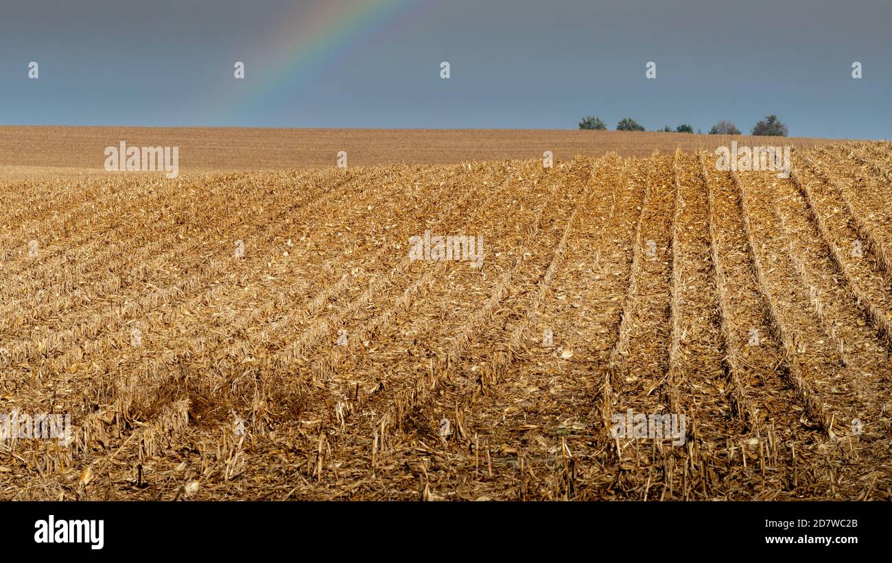 Champ agricole rural avec des rangées de tiges de maïs récoltées à distance sur des collines vallonnées avec arc-en-ciel et un couple d'arbres à l'horizon sur le ciel nuageux da Banque D'Images