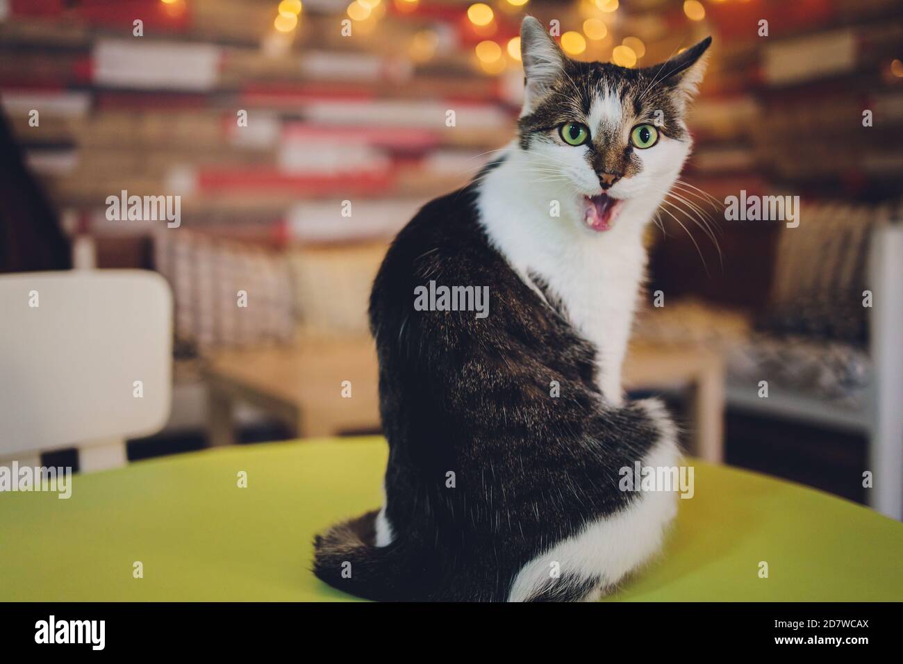 Tres Drole Chat Riant De La Gros Plan Photo Stock Alamy