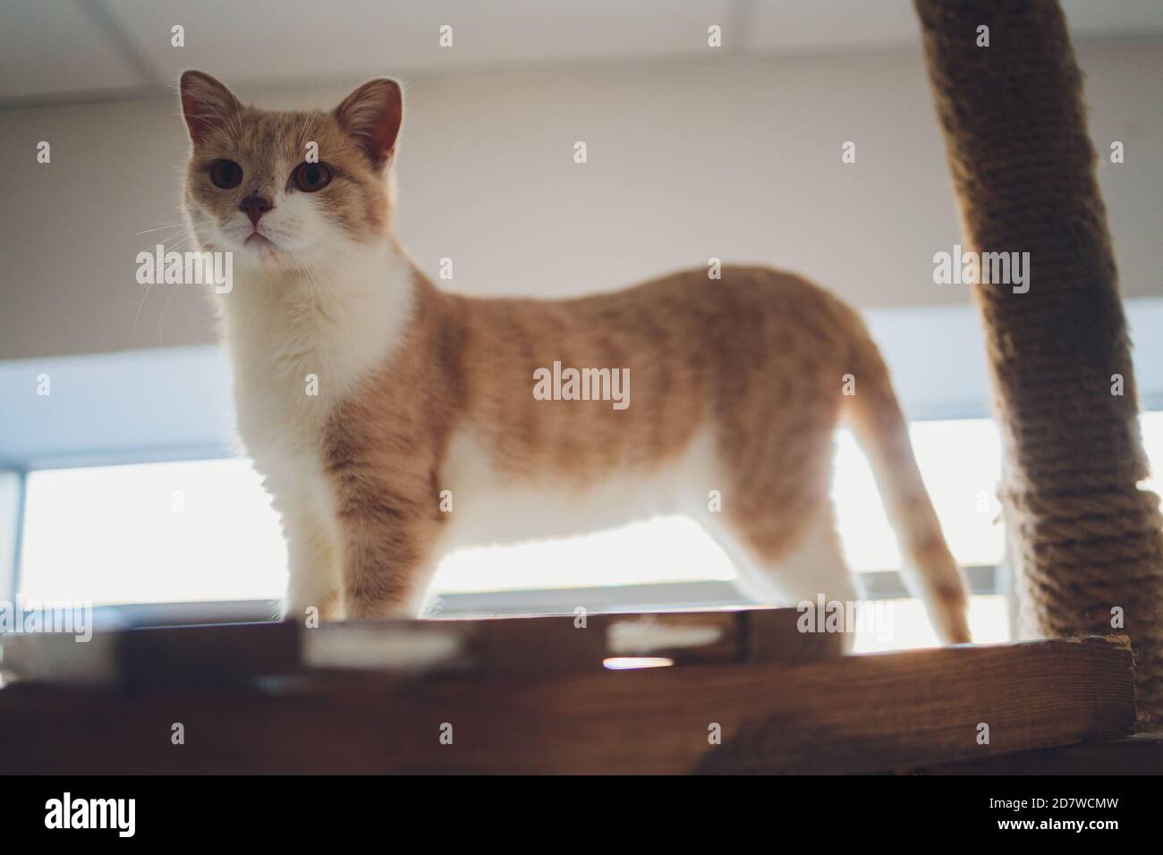 Chat Munchkin Orange Et Blanc Petites Jambes Petit Chat Mignon Photo Stock Alamy