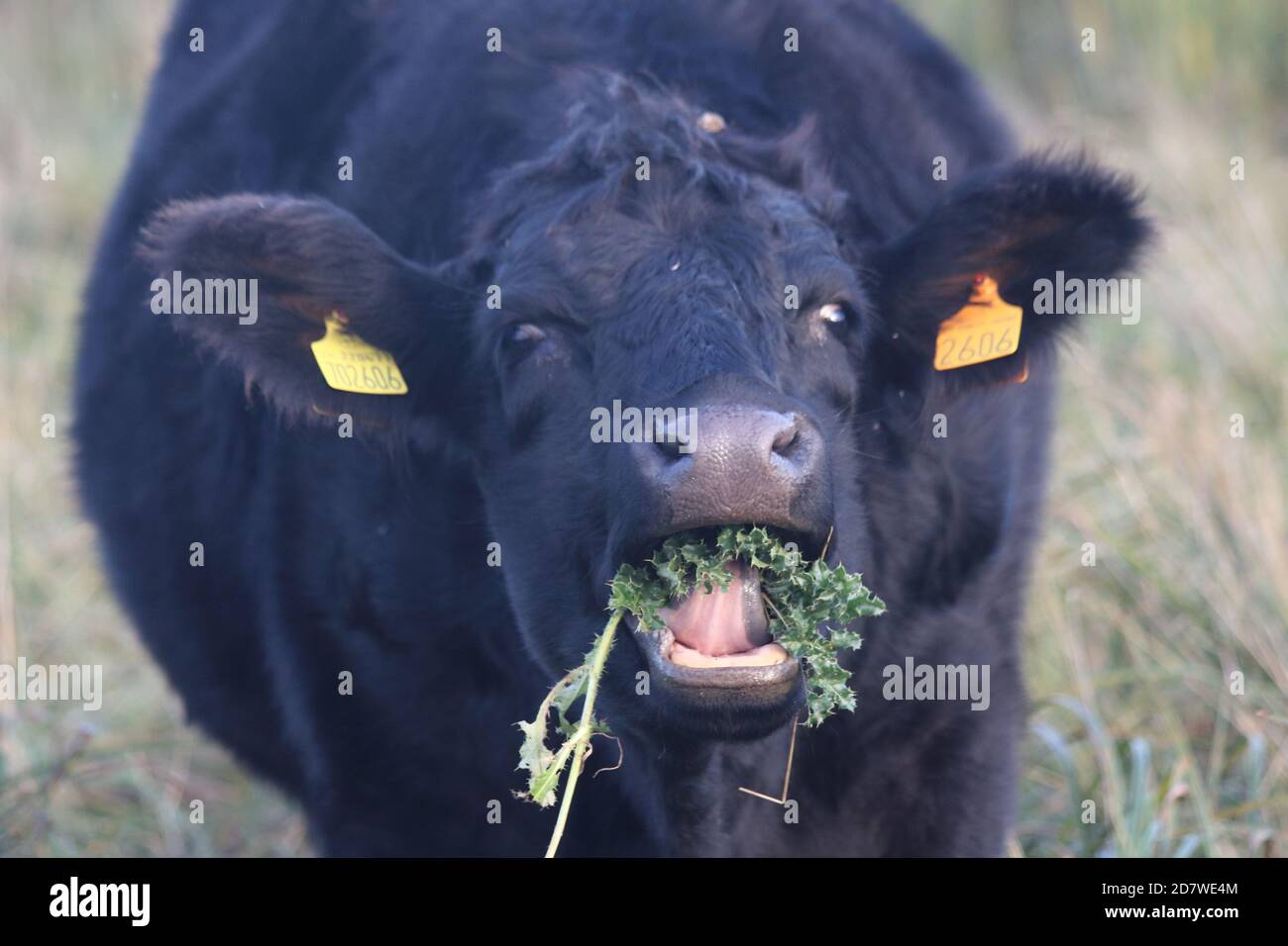 Une vache mangeant un chardon Banque D'Images