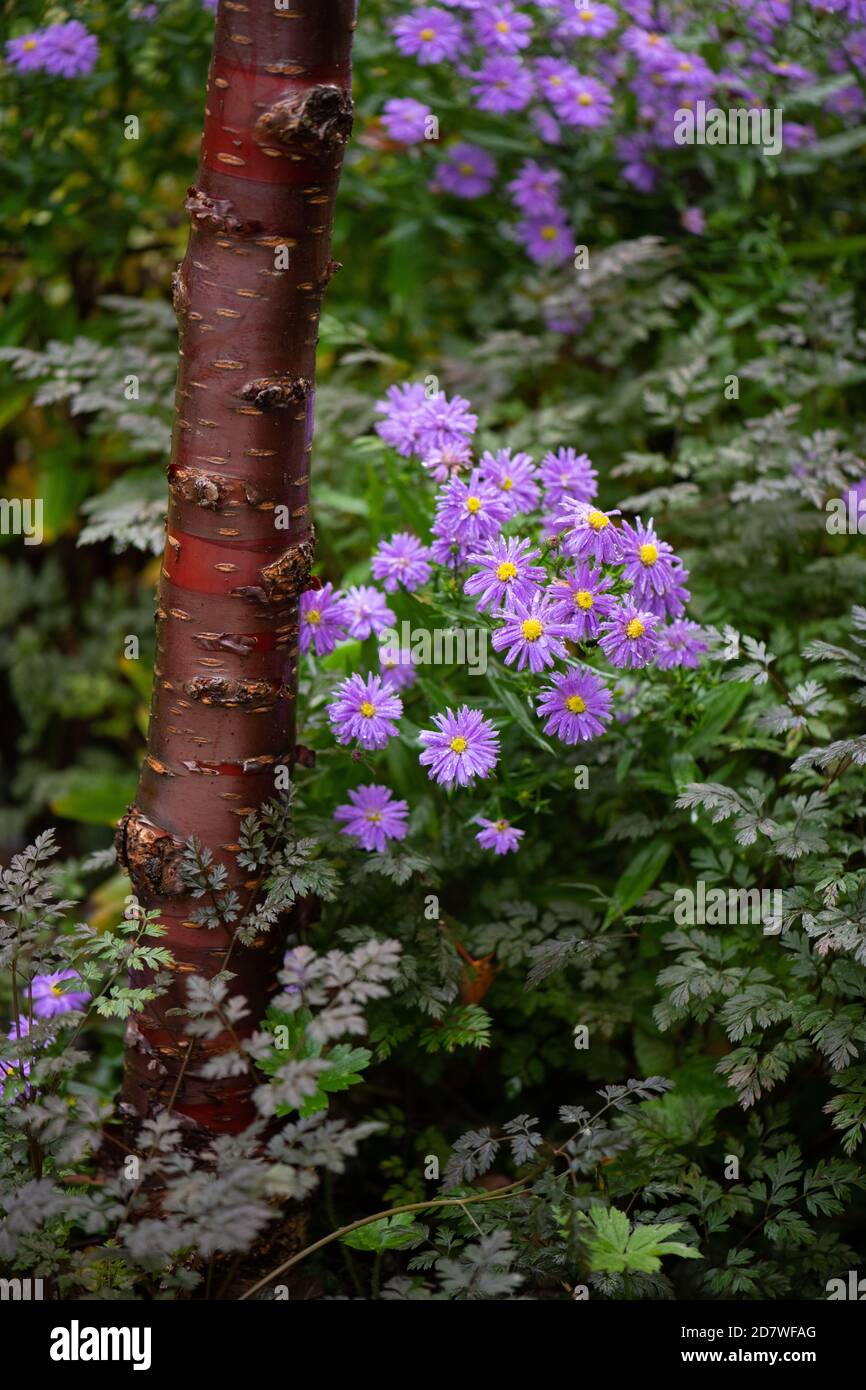 Prunus serrula, fleurs d'aster pourpres et anthriscus sylvestris ravenswing détail dans la frontière d'automne pourpre, Écosse, Royaume-Uni Banque D'Images