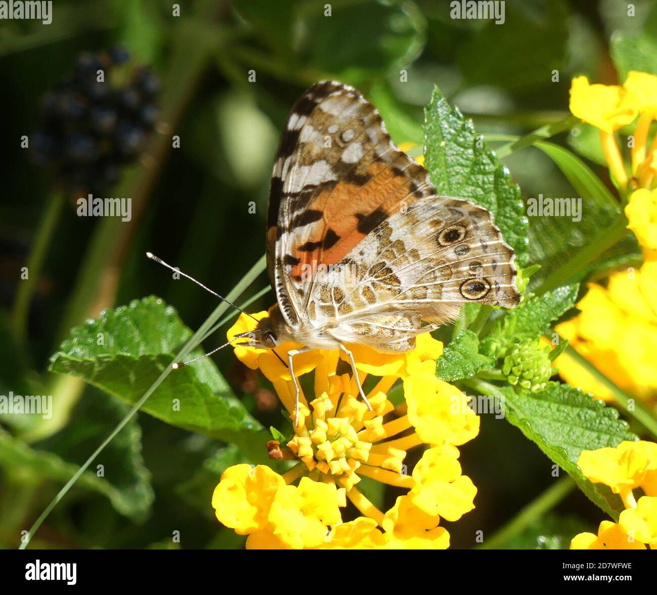 PEINT LADY Vanessa cardui sur Rhodes. Photo : Tony Gale Banque D'Images