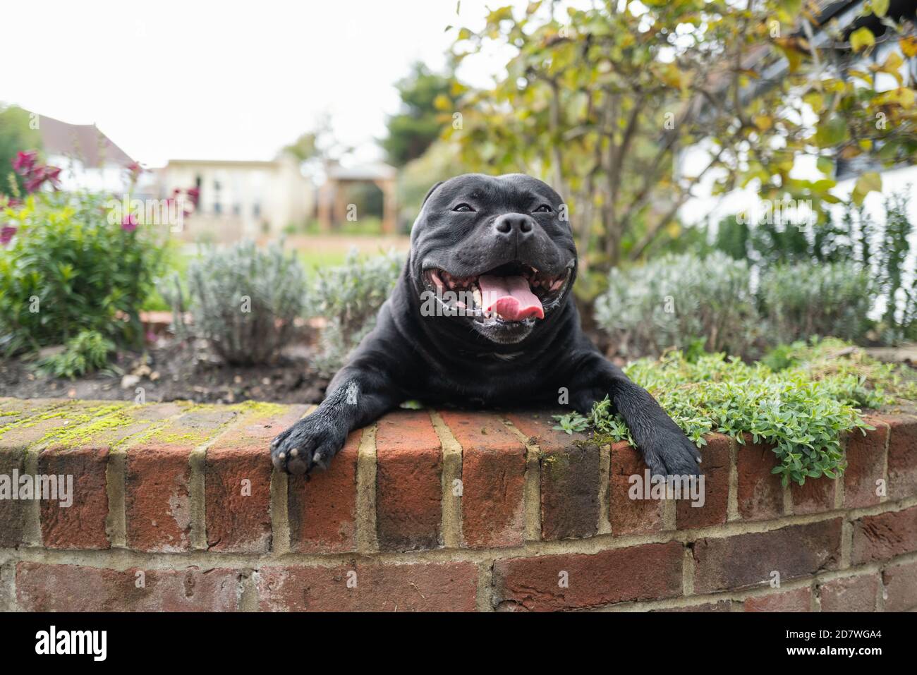 Staffordshire Bull Terrier chien couché dans un lit de fleur par un mur caractéristique dans un graden ou cour arrière. Il regarde la caméra en souriant. Banque D'Images
