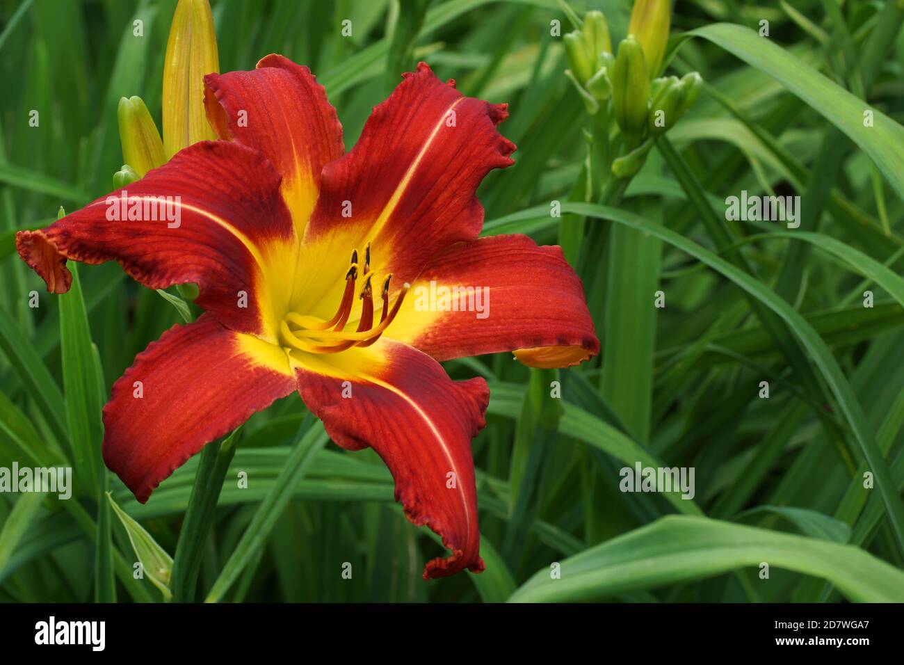 Flèche de feu céleste. Fleurs rouges de jour. Belle fleurs rouges de jour. Jaune gorge. Les nénuphars rouges fleurissent en été. Banque D'Images