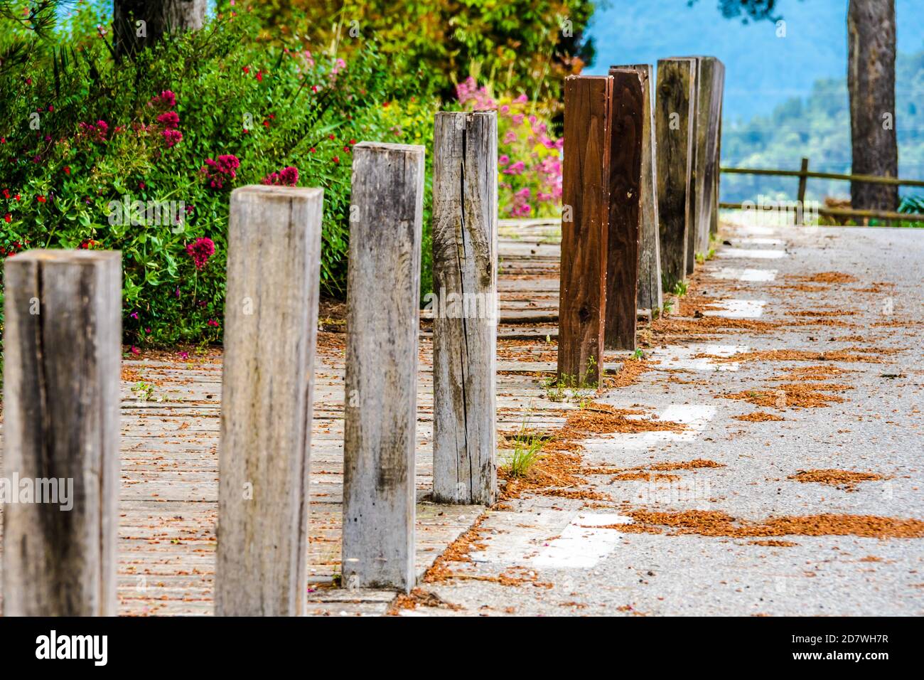 Chemin en bois avec végétation à côté, sur la colline de Tossa de Montbui, la Anoia, Barcelone Banque D'Images